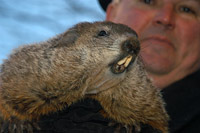 Punxsutawney Phil