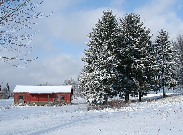 Snow Scene