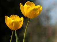 Tulips Times Two